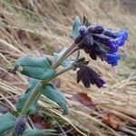 Pulmonaria montana habit picture by Yoan MARTIN (cc-by-sa)