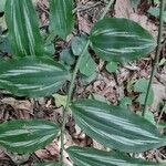 Tradescantia zebrina habit picture by Trap Hers (cc-by-sa)