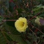 Gossypium barbadense flower picture by Barrera Rodríguez Rodrigo Rubén (cc-by-sa)