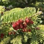 Abies nordmanniana flower picture by melike kahraman (cc-by-sa)