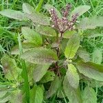 Ocimum tenuiflorum leaf picture by botany arvind (cc-by-sa)