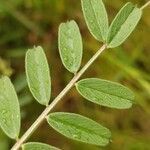 Vicia grandiflora leaf picture by Schnittler Martin (cc-by-sa)