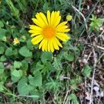 Doronicum pardalianches flower picture by Ugoline Jacquot (cc-by-sa)
