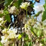 Mikania cynanchifolia flower picture by Trap Hers (cc-by-sa)