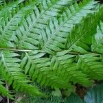 Woodwardia radicans leaf picture by Nes Pernas (cc-by-sa)