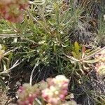 Eriogonum heracleoides leaf picture by Ashley Ashley (cc-by-sa)