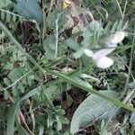 Vicia hybrida habit picture by beurny (cc-by-sa)