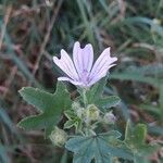 Malva multiflora flower picture by Pieter Verbrugghe (cc-by-sa)