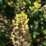 Lepidium perfoliatum flower picture by Шамхалов Магомед (cc-by-sa)