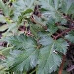 Astilbe japonica leaf picture by Anthony Fernandez (cc-by-sa)