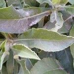 Heterotheca villosa leaf picture by el_smokito el_smokito (cc-by-sa)