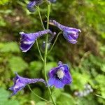 Delphinium elatum flower picture by Krampl Tomáš (cc-by-sa)