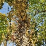 Couroupita guianensis habit picture by Gabriel Ollivier (cc-by-sa)