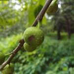 Ficus lateriflora fruit picture by S. Dufour-Kowalski (cc-by-sa)