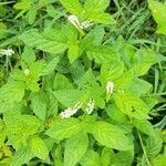 Heliotropium angiospermum habit picture by Trap Hers (cc-by-sa)