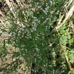 Parthenium hysterophorus flower picture by josé Gaze (cc-by-sa)