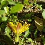 Leontodon tuberosus flower picture by Simone Paba (cc-by-sa)