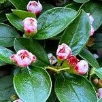 Cotoneaster divaricatus flower picture by Erich 🦅 (cc-by-sa)