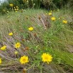 Heterotheca subaxillaris habit picture by Matthias Foellmer (cc-by-sa)