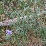 Vitex agnus-castus habit picture by Nathalie Potel (cc-by-sa)