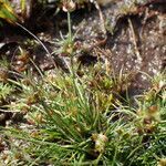 Juncus bulbosus habit picture by Sylvain Piry (cc-by-sa)