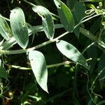 Lathyrus cirrhosus leaf picture by Llandrich anna (cc-by-sa)