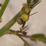Phyllanthus urinaria fruit picture by Pamela Pinkston (cc-by-sa)