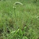 Albuca virens habit picture by susan brown (cc-by-sa)