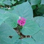 Clerodendrum bungei leaf picture by whoa nice plant (cc-by-sa)