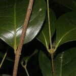 Cassipourea killipii fruit picture by Nelson Zamora Villalobos (cc-by-nc)