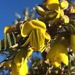 Sophora denudata flower picture by Hugo SANTACREU (cc-by-sa)