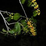 Eugenia acapulcensis habit picture by Nelson Zamora Villalobos (cc-by-nc)