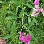 Lathyrus heterophyllus habit picture by Adrien Maloir (cc-by-sa)