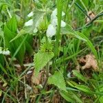 Lamium album leaf picture by Noe Noe (cc-by-sa)