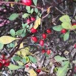 Berberis thunbergii fruit picture by ming fu (cc-by-sa)