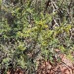 Condalia microphylla habit picture by Trap Hers (cc-by-sa)