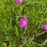 Calandrinia ciliata flower picture by M Keller (cc-by-sa)