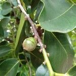 Diospyros maritima fruit picture by Noel Dionson (cc-by-sa)