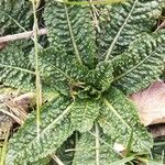 Dipsacus sativus leaf picture by Dominique Albouy (cc-by-sa)
