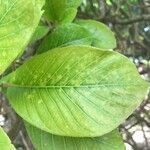 Couroupita guianensis leaf picture by Mata-Montero Erick (cc-by-sa)