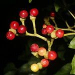 Picrasma excelsa fruit picture by Nelson Zamora Villalobos (cc-by-nc)