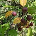 Malus hupehensis fruit picture by Brianna Brinkley (cc-by-sa)