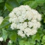 Viburnum dentatum flower picture by Kasia Stauss (cc-by-sa)