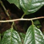 Anaxagorea phaeocarpa leaf picture by Nelson Zamora Villalobos (cc-by-nc)