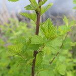 Physocarpus capitatus leaf picture by Maarten Vanhove (cc-by-sa)