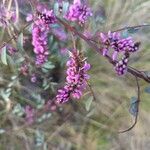 Indigofera australis flower picture by walruster (cc-by-sa)