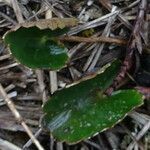 Ranunculus peruvianus leaf picture by Fabien Anthelme (cc-by-sa)
