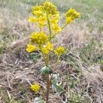 Barbarea orthoceras flower picture by krieger David (cc-by-sa)