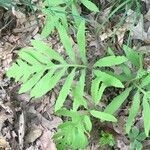 Onoclea sensibilis leaf picture by Matthew Dyer (cc-by-sa)
