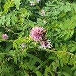 Mimosa diplotricha flower picture by Augustin Soulard (cc-by-sa)